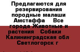 Предлагаются для резервирования породные малаши Амстаффа  - Все города Животные и растения » Собаки   . Калининградская обл.,Светлогорск г.